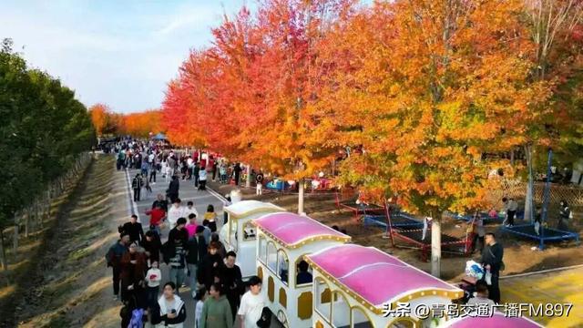 周末近郊游 首选张家楼！青岛西海岸新区第三届红枫文化节19日开幕