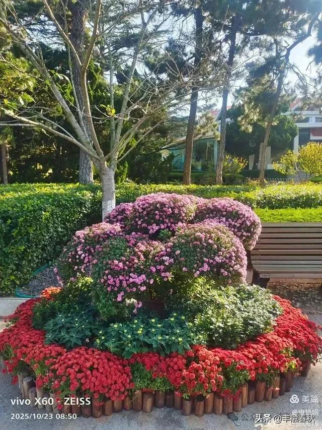 菊绽秋阳里,暗香绕中山|申艳娟