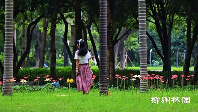 柳州市雀儿山公园林下“烟花”点亮夏末秋初