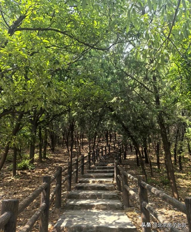 西山国家森林公园 一日赏尽红叶与京城夜景