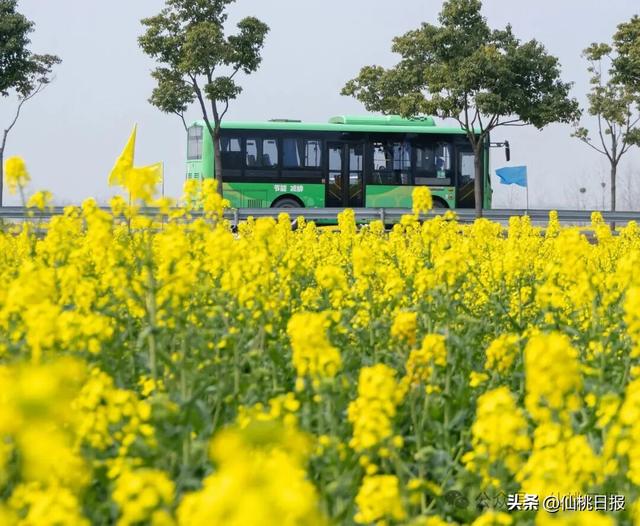“花田火锅”体验过吗？杜湖油菜花海浪漫来袭