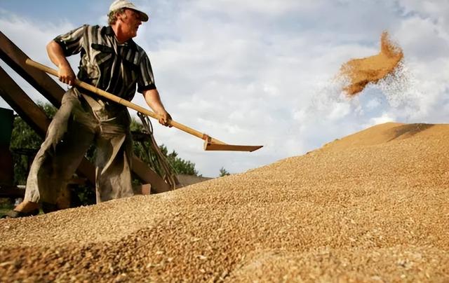 我国开始大量进口俄罗斯粮食？事实可能比较扎心