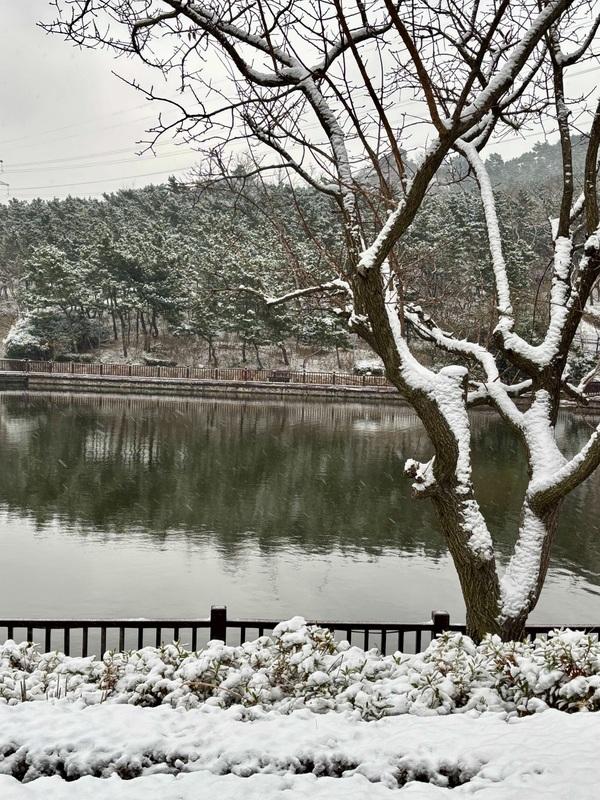 瑞雪飘然而至中国海滨城市青岛