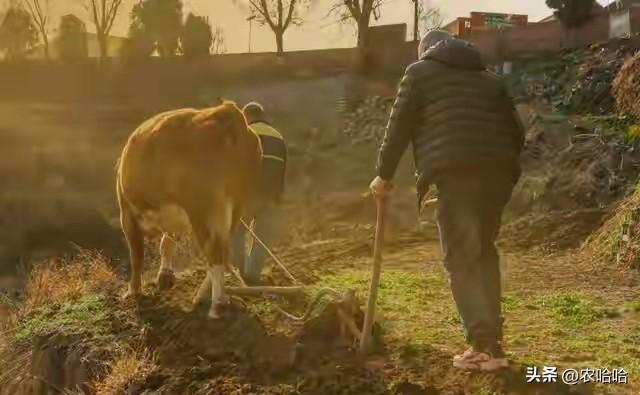 “立冬不过午，三九雪堵门”，明日立冬，今年冬天雪大吗？早了解