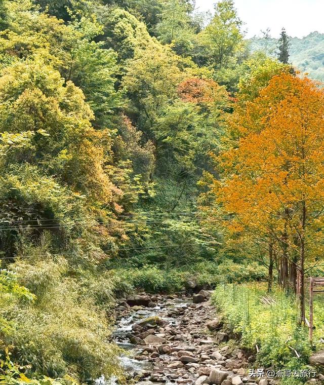 成都大邑爆火彩林，小牛背山、小喀纳斯这里都有，超级惊艳！