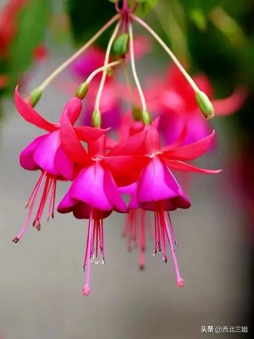 西宁植物园，花开时节恰逢秋
