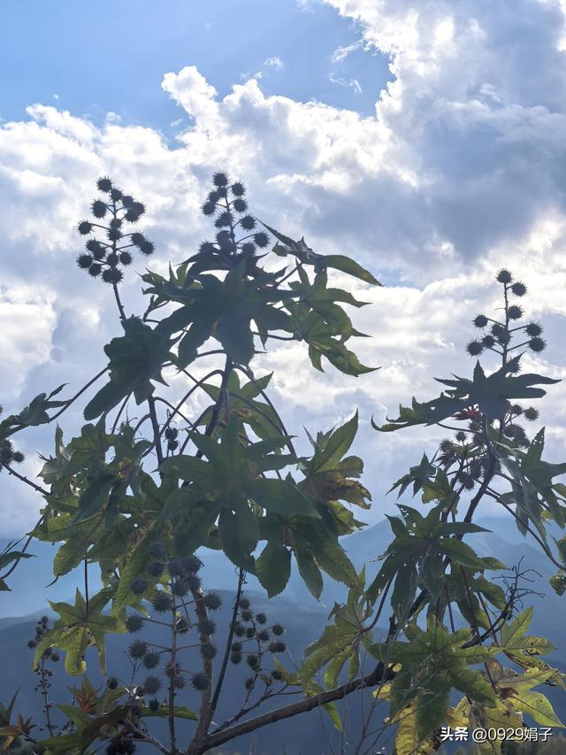 真美，云南的云