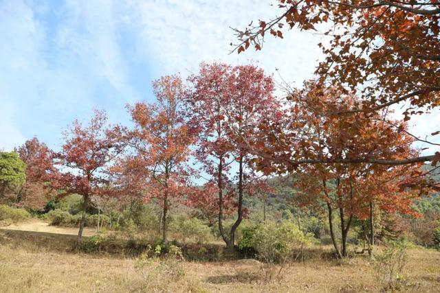 怀集的四季!带你回顾,带你深入