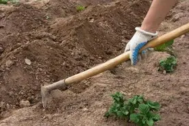 浙江一农妇锄地时，一锄头挖出一窝“土地婆”，专家：这要人命图片