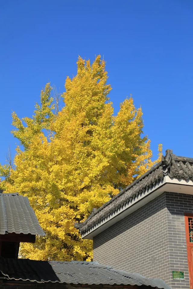 赏秋正当时!自驾来汉中,赴一场秋日视觉盛宴~