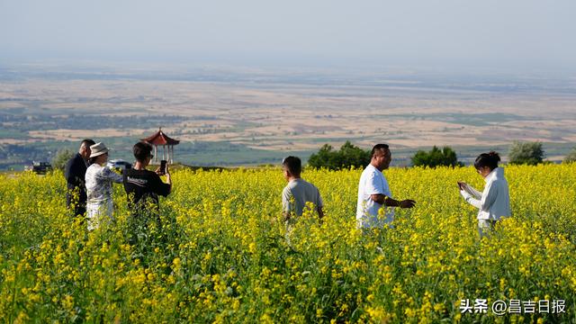 奇台县七户乡：油菜花香引客来