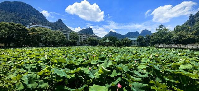 一眼惊艳！桂林夏日限定浪漫“荷”你有约！