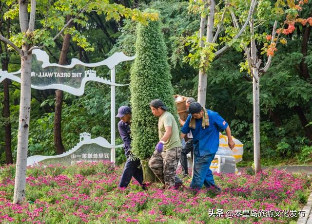 秦皇岛山海关金秋长城菊展开展在即，布展现场抢先看！
