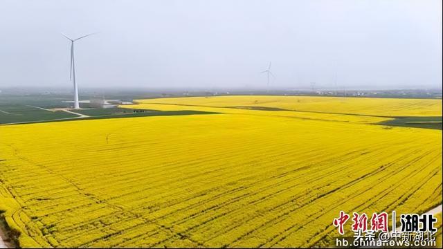 春满襄阳花满城：十大赏花打卡地正式发布