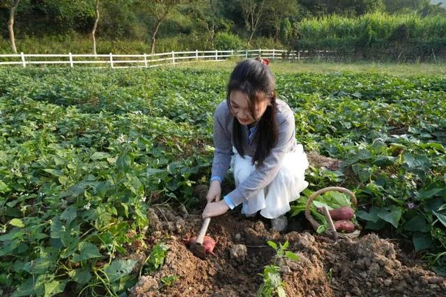 一起来肇庆摘果果！GO、GO、GO……