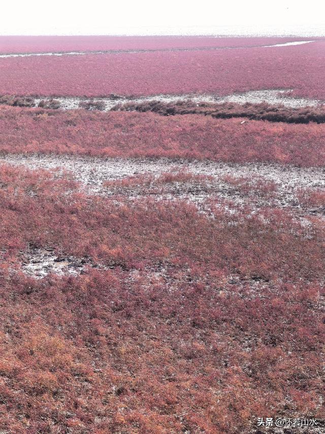 2025辽宁赏秋之旅日记(5)——从本溪前往盘锦 游览红海滩景观