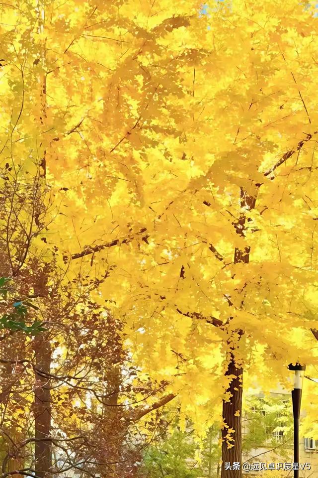 北京的银杏真的杀疯了！超美银杏瀑布，惊呆了整个秋天！