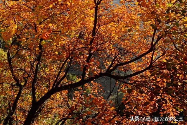 中秋快乐,云赏黑河 | 接下来的几个月,这片秘境将美成童话