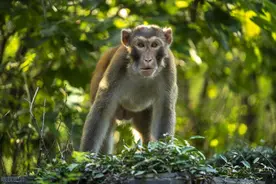 monkey是猴子business是生意，那monkey business是什么意思？图片