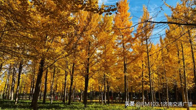 公园景区秋色图鉴，这几处必打卡