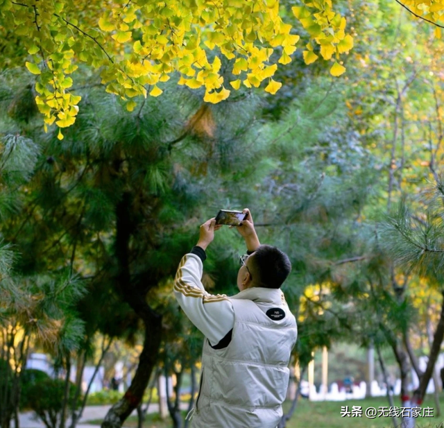 满城尽染“黄金甲”！石家庄公园银杏进入最佳观赏期，邀您共赴秋日浪漫