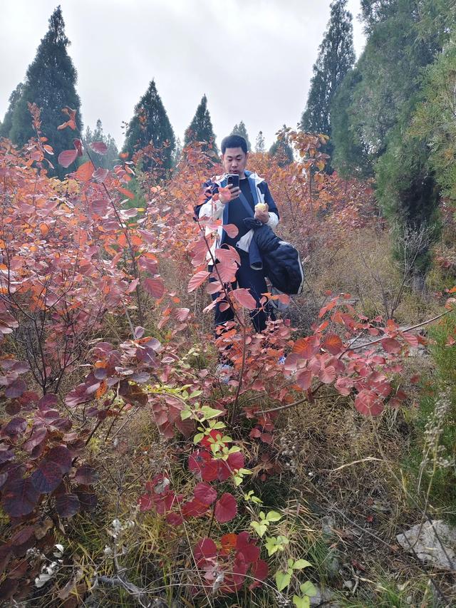 去博山盆泉张丹顶赏红叶