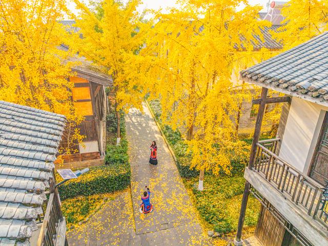 四川石棉县安顺场：古镇冬来银杏黄