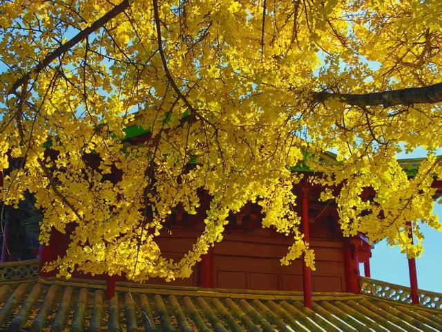 丽江480岁古银杏黄了！白沙古镇里藏着一个金色的浪漫