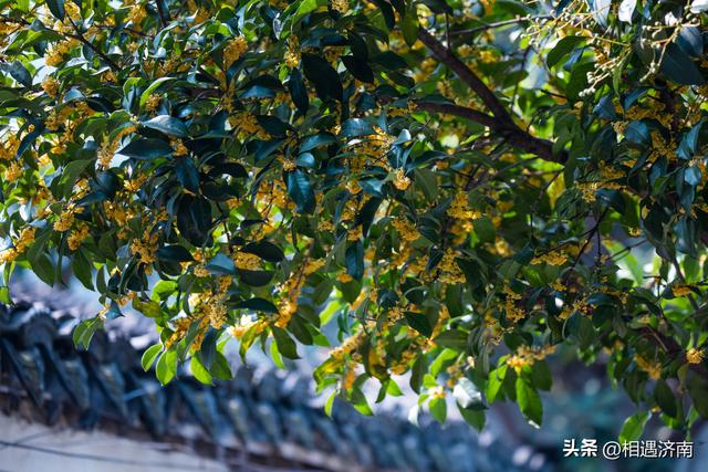 十月姑苏：桂香漫城，粉黛映河