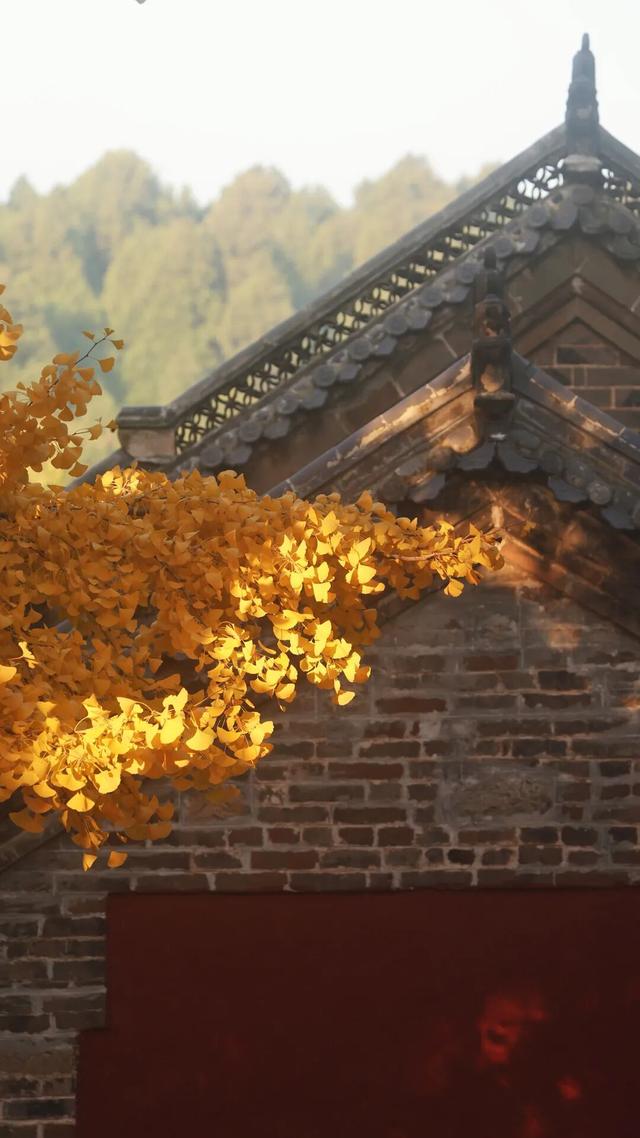 日照深秋“顶流”已就位！这组上新的“屏保”，绝美！