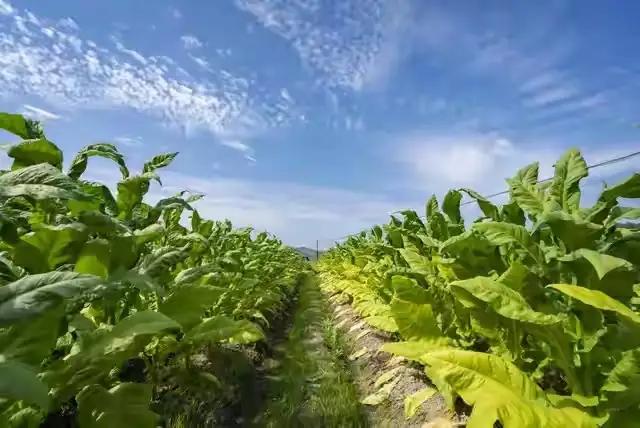 12月5日烟草新政落地！不是“变天”是规范，3亿烟民、零售户必看