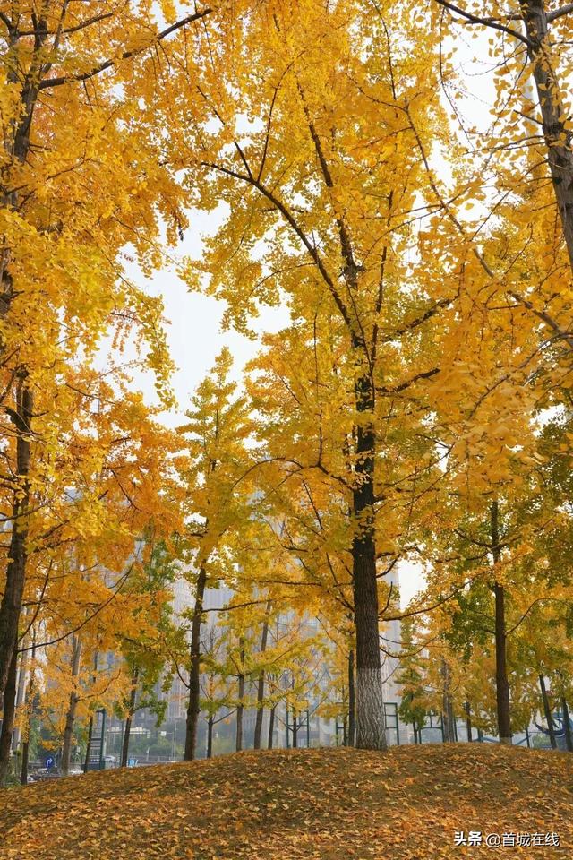 错过等明年！宜宾今年宝藏银杏打卡地合集在这里