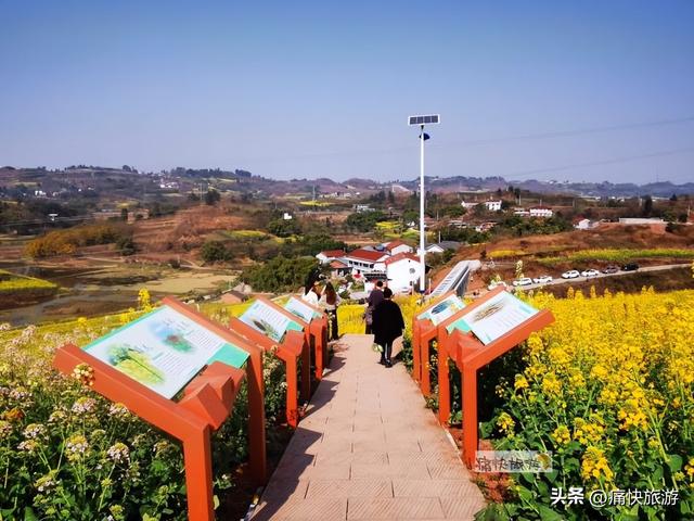 正月春光好，自贡青龙湖油菜花海已提前绽放！