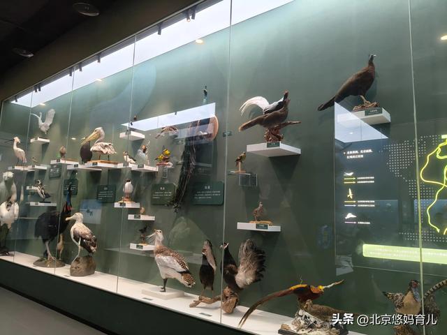 第一次去国家自然博物馆，水族馆和恐龙乐园是8岁孩子的最爱