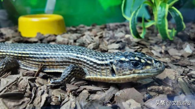 开年遛娃首选！东平湖流浪水世界暖冬亲子奇遇季，全家欢乐新去处！