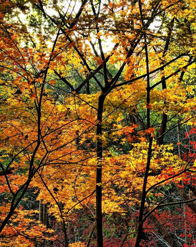 为你精选3个上海秋天周末遛娃游玩好去处。