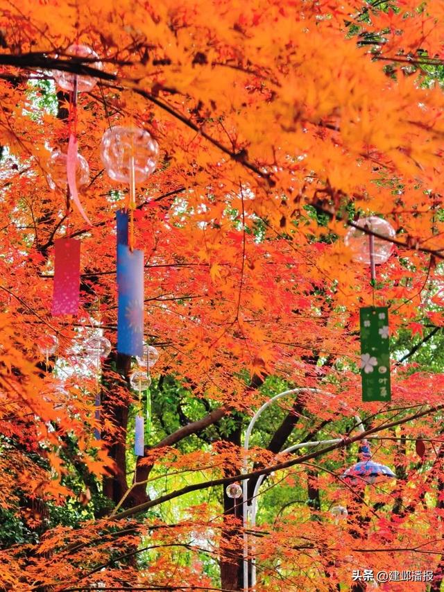 爆火!最美200米红枫大道已达最佳观赏期
