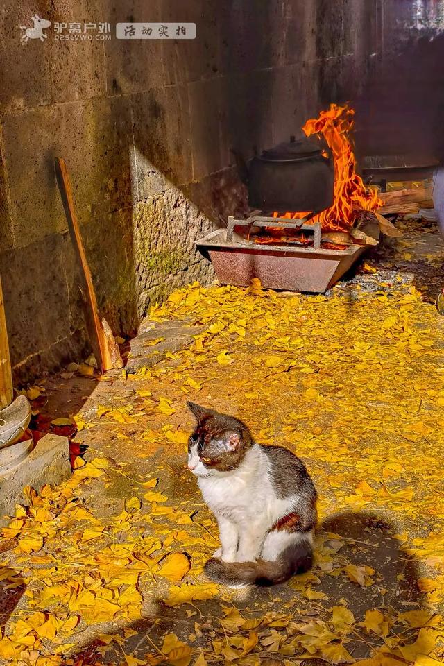 11月的云南腾冲，3000株银杏迎来黄金观赏期，美成人间仙境！