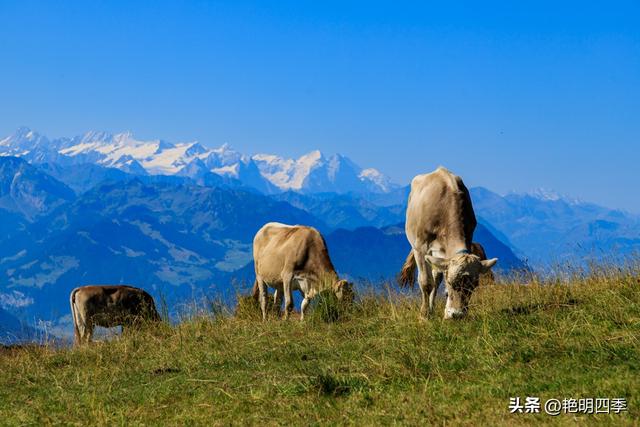 欧游杂记（5）‖ 齿轮火车几上几下瑞吉山，缆车凌空飞跃韦吉斯