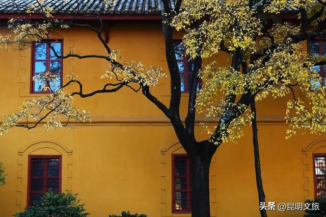 全屏“封神”!这可是昆明初冬的超绝顶流!保姆级攻略来袭,趁天晴立马冲!