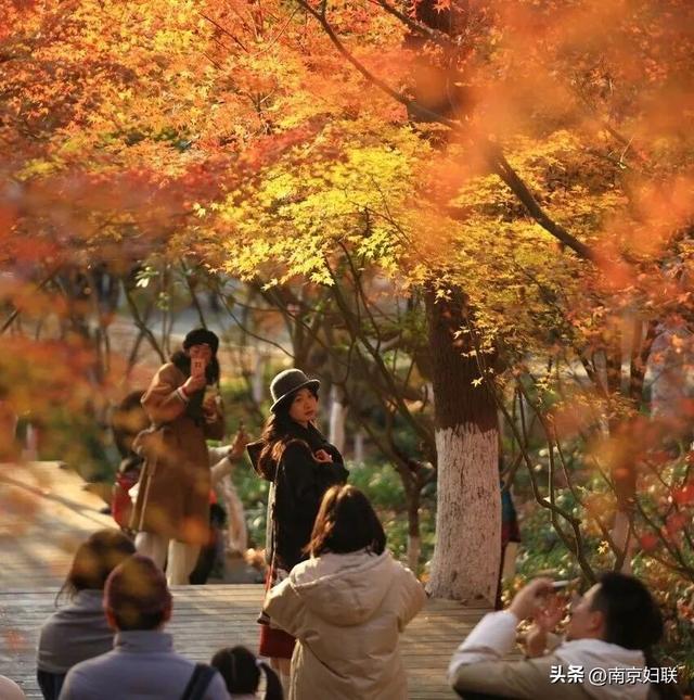 人在南京，红叶正盛，等你来～