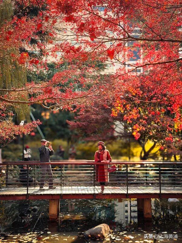 传说中的“层林尽染”，原来就在市中心！