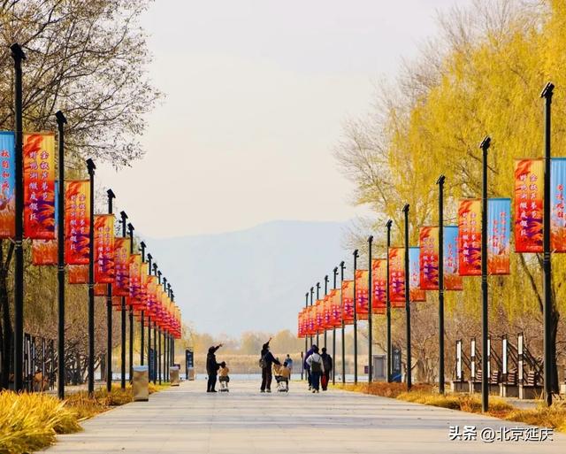 延庆的金色浪漫，就在——