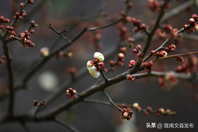 冬日“梅”景，真美！