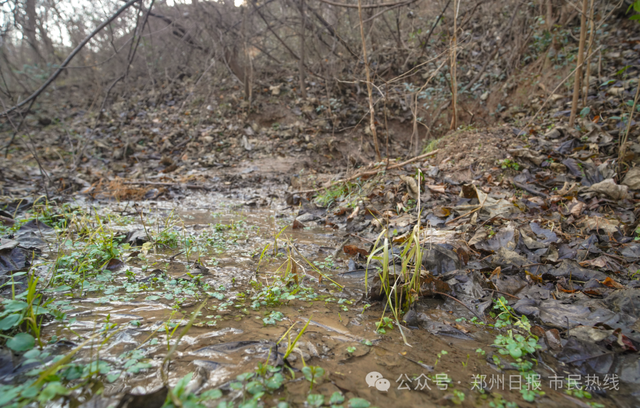奇观！郑州南部多处历史泉眼集体复涌，形成温泉小河引围观