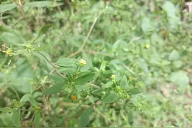 昔日“肥猪草”，今日“风湿草”，在农村遍地是，可惜很多人当草图片