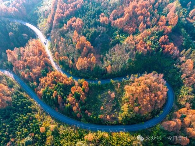 出片率100%！为崇州这些高颜值路连发三天朋友圈！
