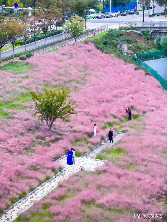 太梦幻啦！泰安公园惊现「粉色海洋」好似童话世界！这次错过再等一年……
