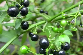 俗称“肿瘤消”叶似辣果实似葡萄，村里有人患肿瘤就找它图片