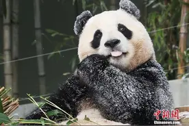 “顶流”回国！图片